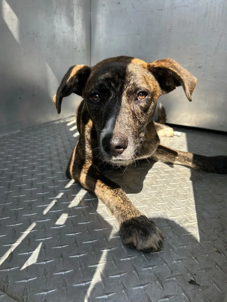 A young large-sized male Mixed Breed dog named Bandit for adoption in Oxford, NC