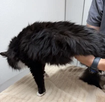 Marilyn Monroe thumbnail 2