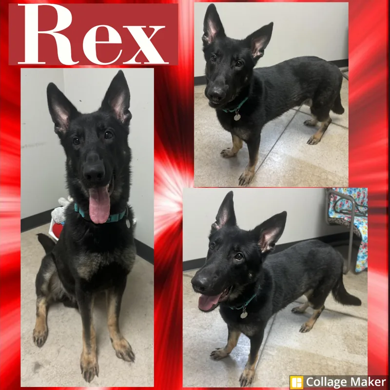 Rex