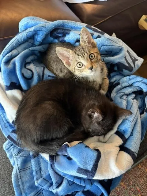A baby medium-sized female Tabby (Brown / Chocolate) Domestic Short Hair cat named Pancake for adoption in Lauderhill, FL