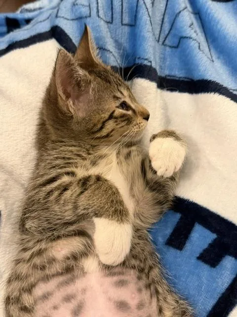 Pancake thumbnail 3