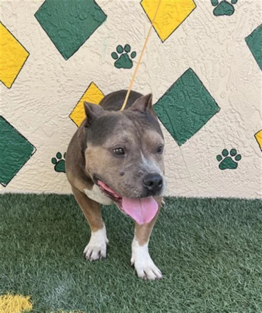 An adult medium-sized male American Bulldog dog named Willie for adoption in Winter Haven, FL