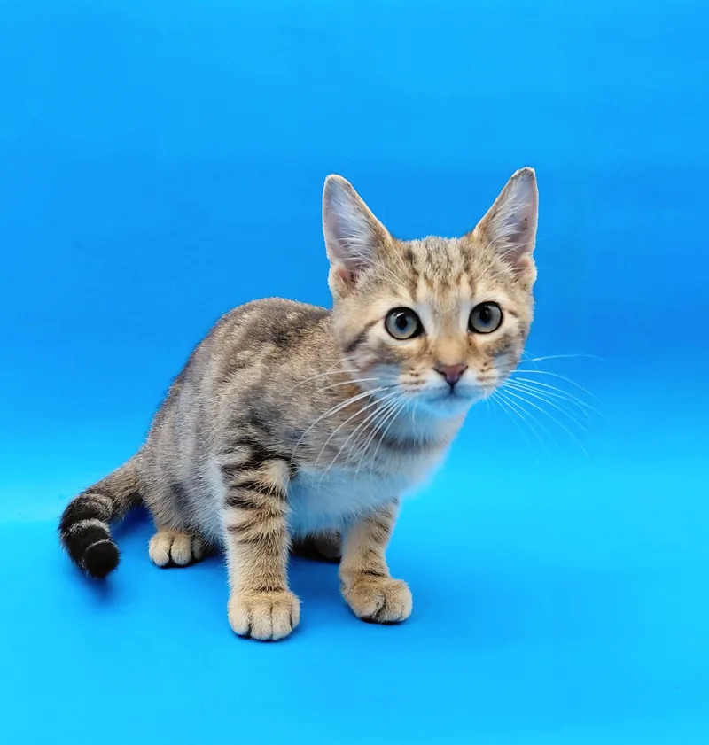 A baby medium-sized male Tabby (Brown / Chocolate) Domestic Short Hair cat named Dylan for adoption in Springfield, MO