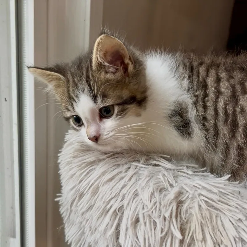 A baby small-sized male White Domestic Short Hair cat named Mocha Best friends with for adoption in West Jefferson, OH