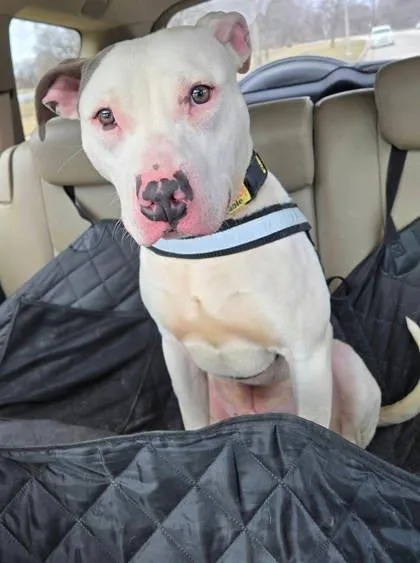 An adult large-sized male Terrier dog named Julep for adoption in Shawano, WI