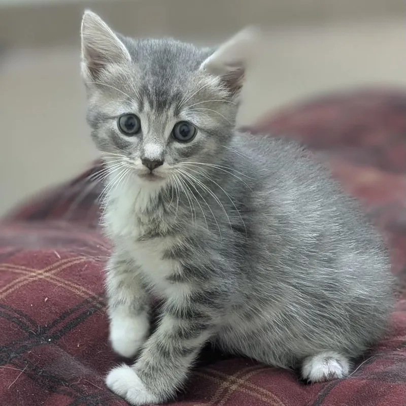 A baby small-sized male Gray / Blue / Silver Domestic Short Hair cat named Lancelot for adoption in Raleigh, NC