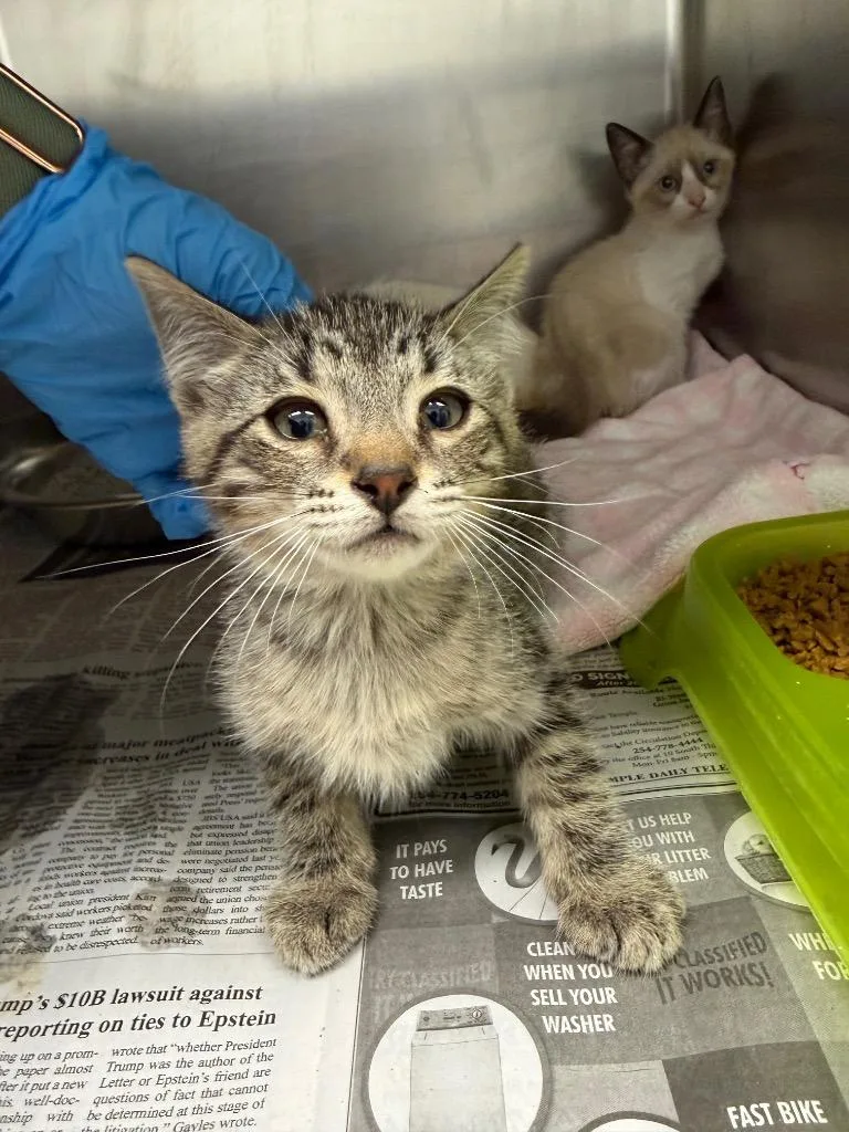 A baby medium-sized female Domestic Short Hair cat named Effie for adoption in Belton, TX