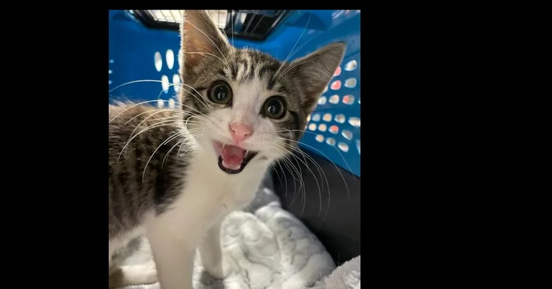 A baby small-sized male Domestic Short Hair cat named Niles for adoption in Olyphant, PA