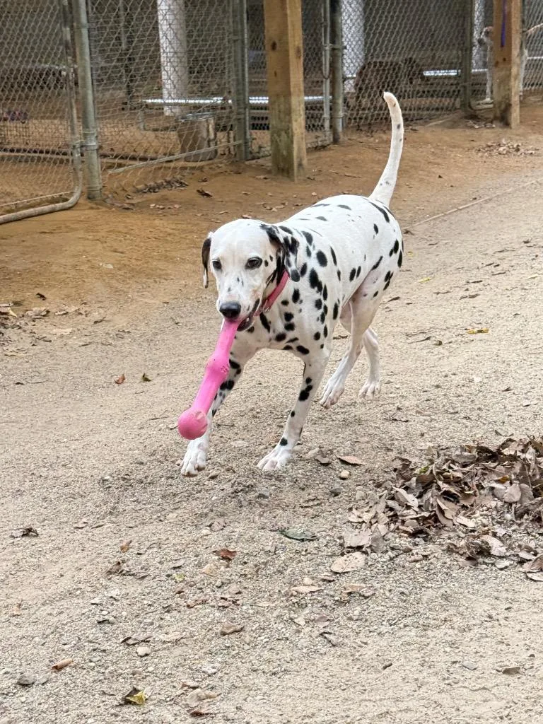 An adult large-sized female Dalmatian dog named Lucy for adoption in Hampton, VA