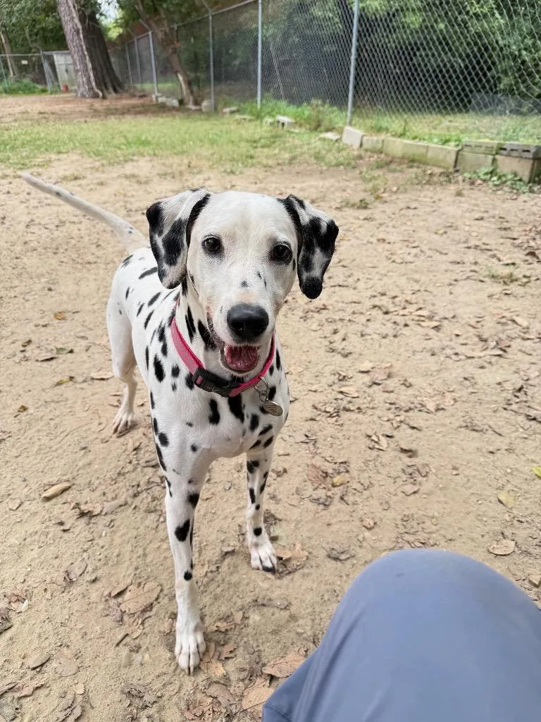 Lucy thumbnail 2