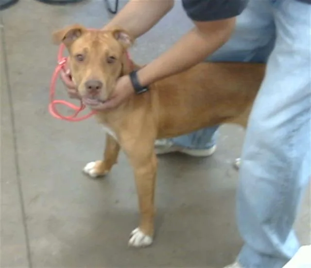 A young medium-sized female Mixed Breed dog named Jupiter for adoption in Dallas, TX