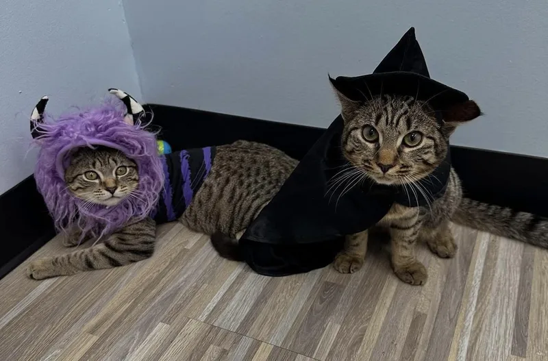 Birdie And Badger thumbnail 3