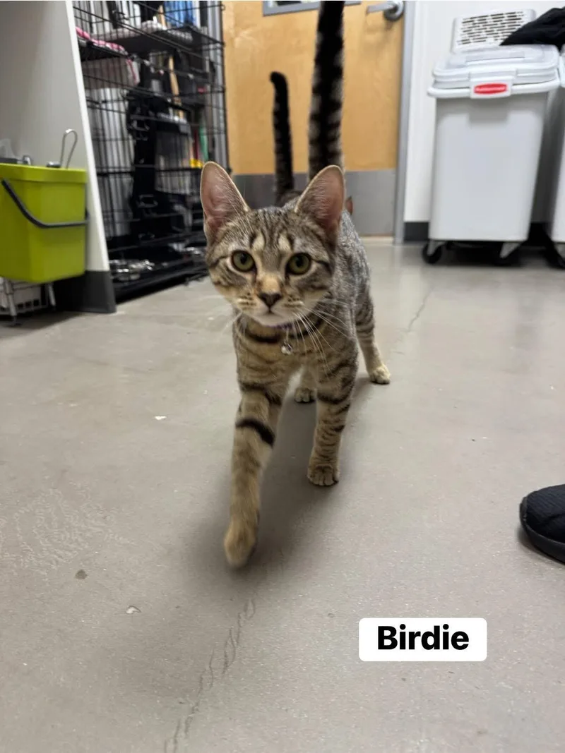 Birdie And Badger thumbnail 4