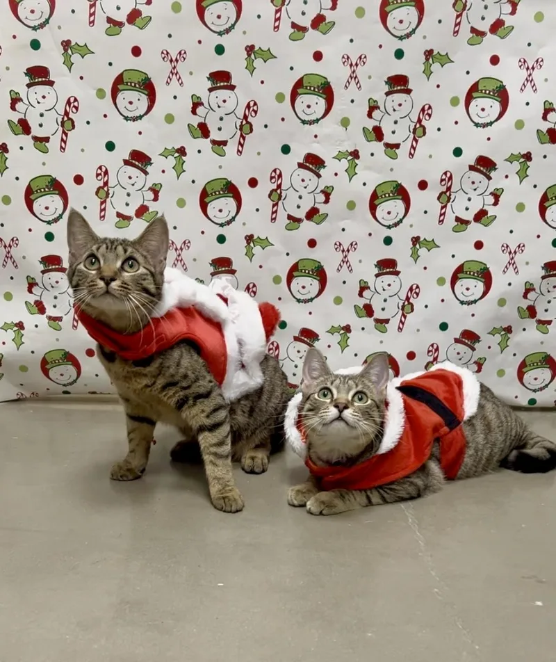 A young medium-sized female Tabby (Brown / Chocolate) Domestic Short Hair cat named Birdie And Badger for adoption in Staten Island, NY