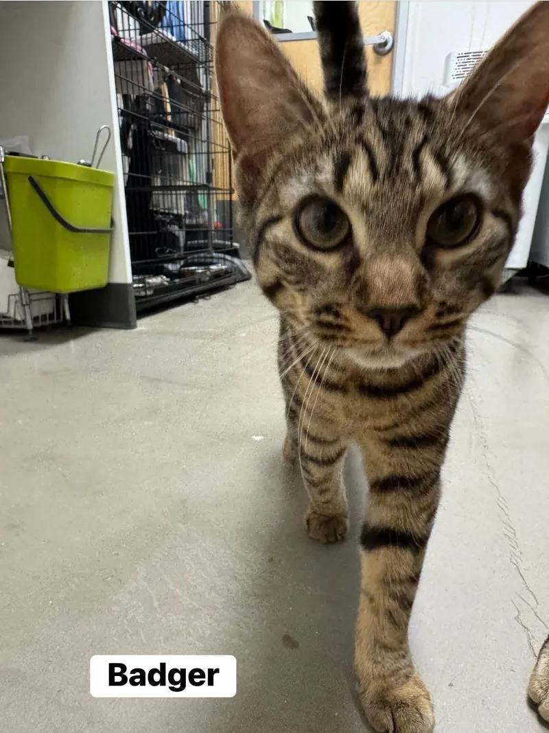 Birdie And Badger thumbnail 6