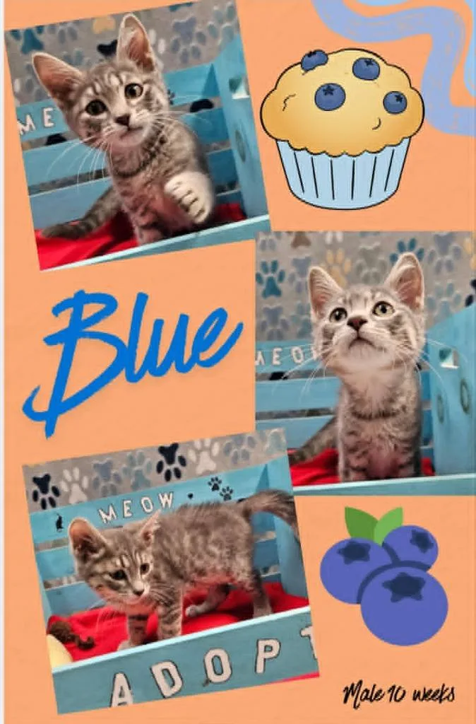 A baby small-sized male Domestic Short Hair cat named Blue for adoption in Blountville, TN
