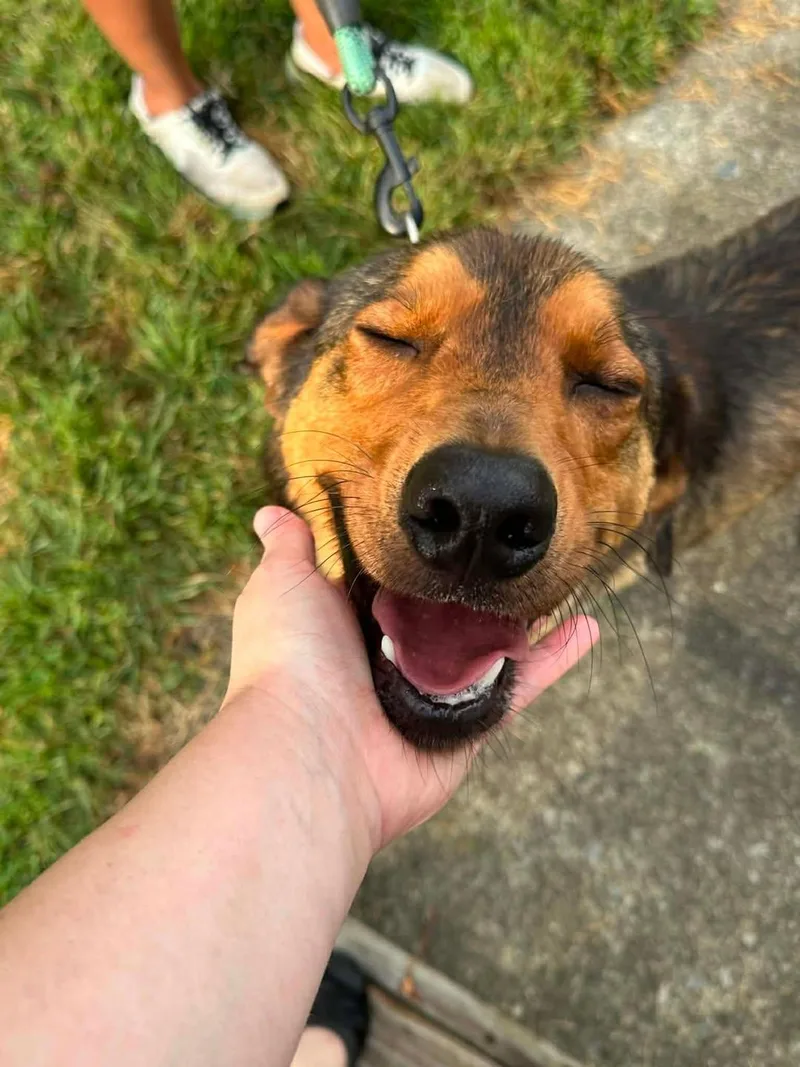 A young medium-sized male Tricolor (Brown, Black, & White) Redbone Coonhound dog named Theodore for adoption in Mount Airy, NC