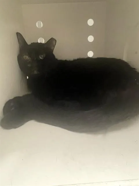 A young small-sized male Domestic Short Hair cat named Spider for adoption in Ontario, CA