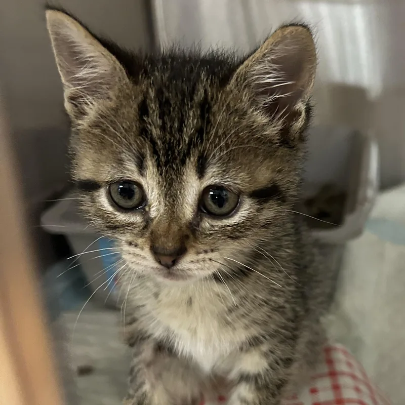 A baby medium-sized male Tabby (Buff / Tan / Fawn) Domestic Short Hair cat named Floyd for adoption in Ontario, NY