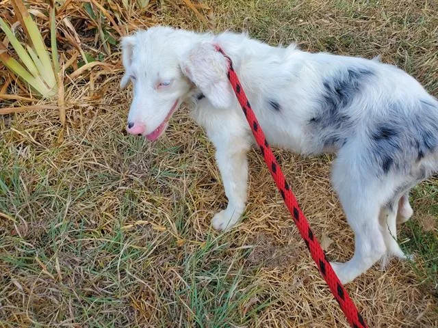 A baby small-sized male Australian Shepherd dog named Marion for adoption in Garland, TX