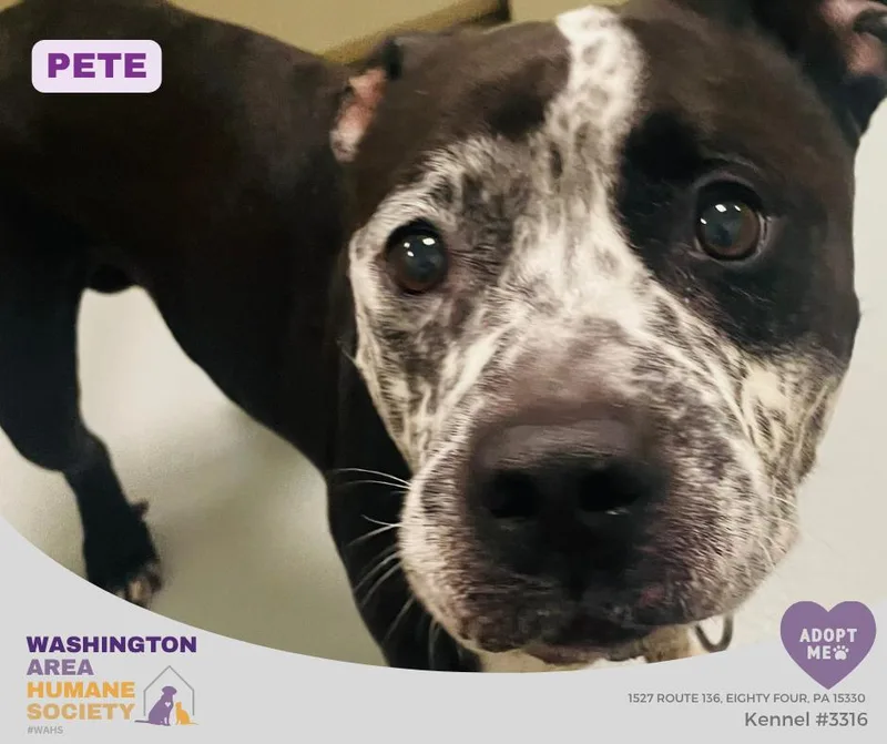 An adult large-sized male Black American Bully dog named Pete for adoption in Eighty Four, PA