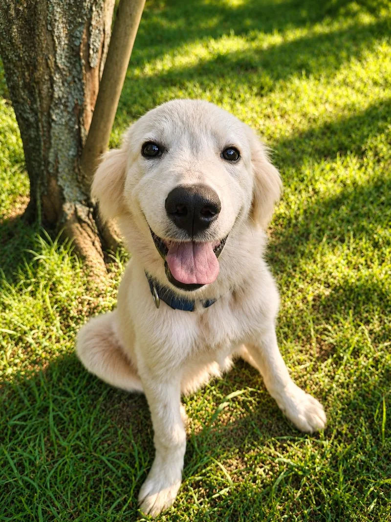 A baby large-sized male White / Cream Great Pyrenees dog named Camelot for adoption in Kiowa, OK