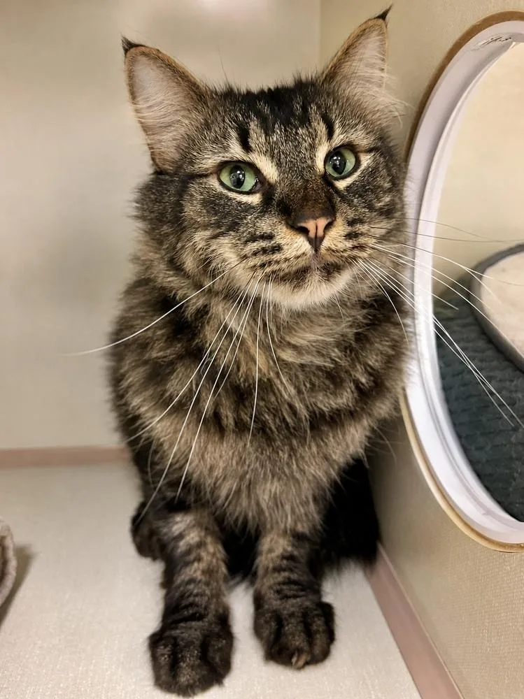 An adult medium-sized male Black & White / Tuxedo Domestic Long Hair cat named Jasper for adoption in Chicago, IL