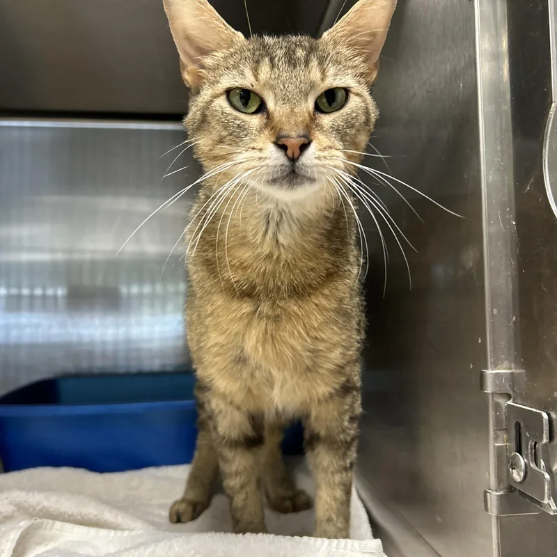 An adult medium-sized female Tabby (Brown / Chocolate) Domestic Short Hair cat named Rey for adoption in La Grange Park, IL