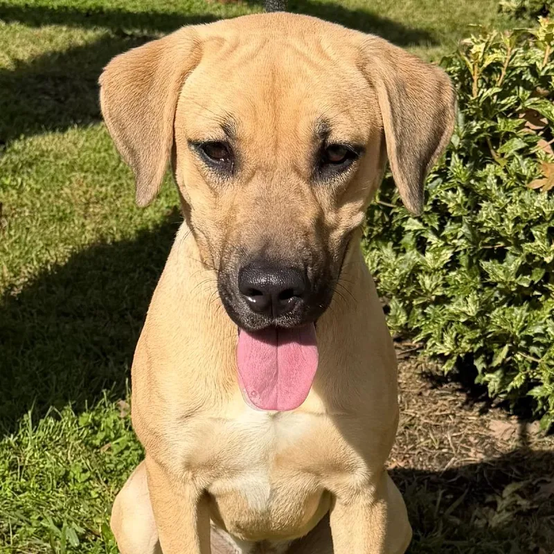 A young medium-sized female Labrador Retriever dog named Laila for adoption in Calverton, NY