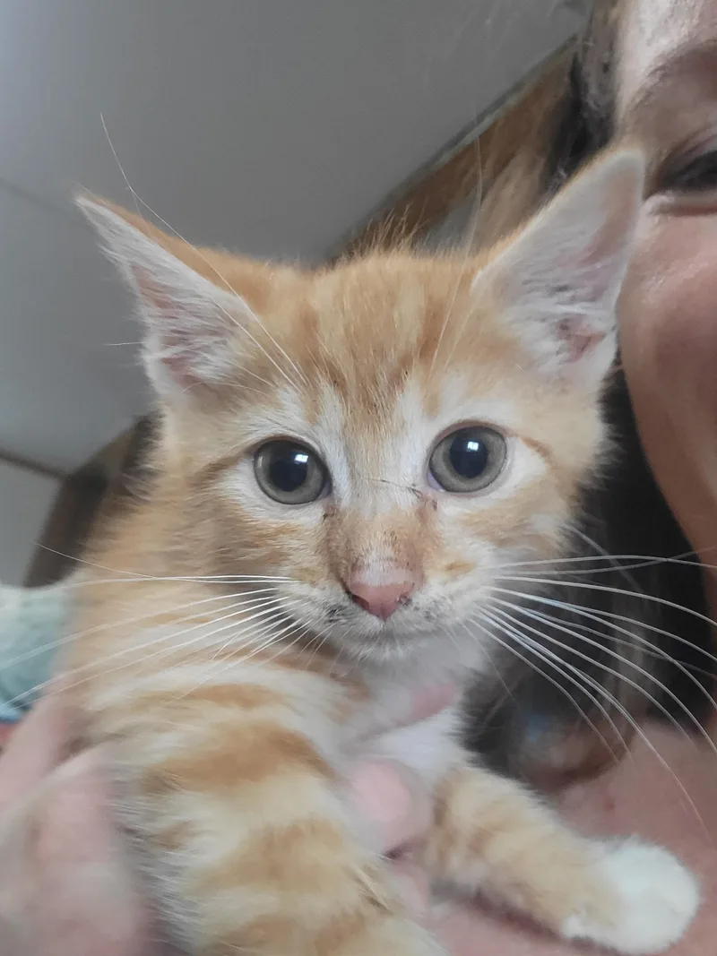 Ollie