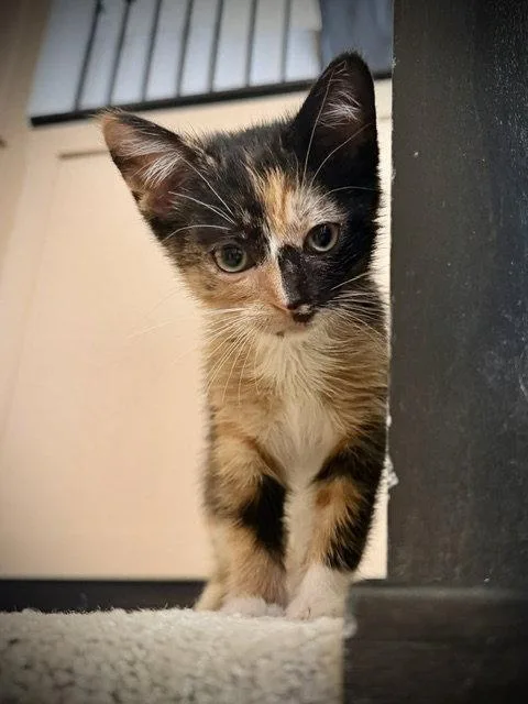 A baby small-sized female Domestic Short Hair cat named Choco Pie for adoption in Woodland, CA