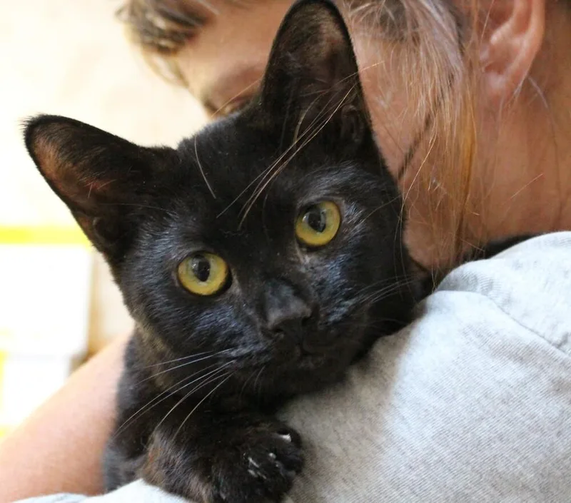 A senior small-sized female Black Domestic Short Hair cat named Gale for adoption in Lorain, OH
