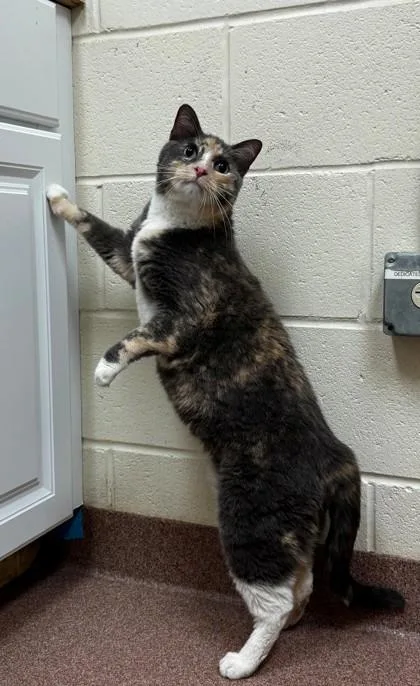 Merlot