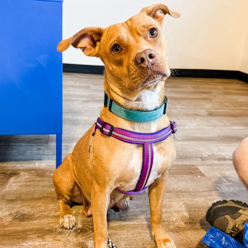 An adult medium-sized female Mixed Breed dog named Millie for adoption in Parker, CO