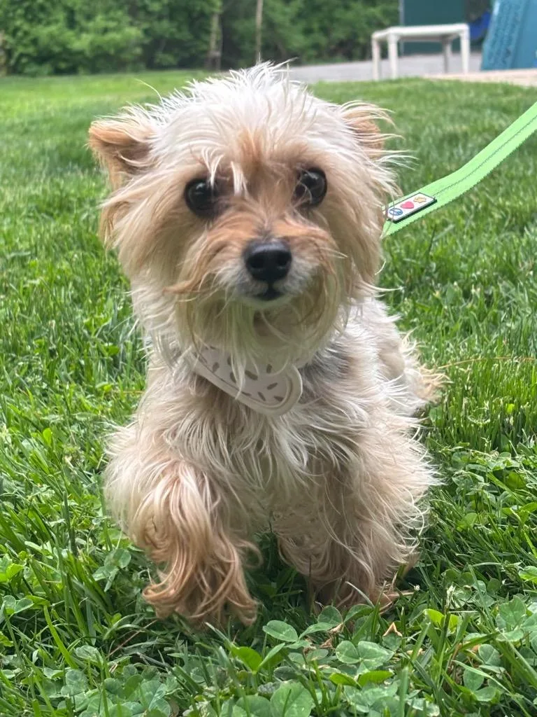 An adult small-sized female Yorkshire Terrier dog named Bowsette for adoption in Fall River, MA