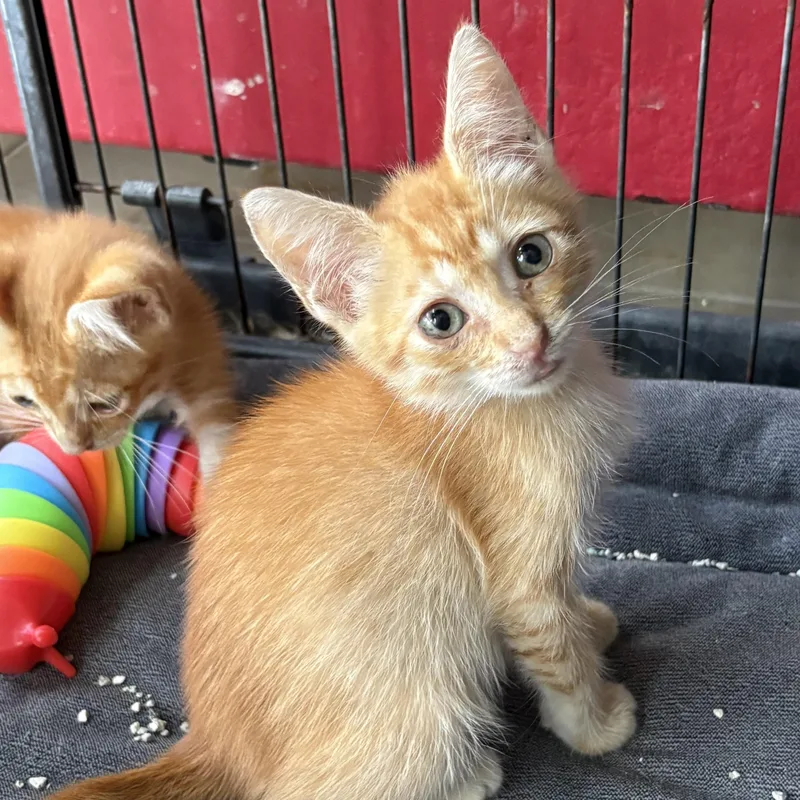 A baby small-sized female Tabby (Orange / Red) Domestic Short Hair cat named Stella for adoption in Aibonito, PR
