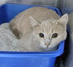A baby medium-sized female Domestic Short Hair cat named Gingersnap for adoption in Fishers, IN