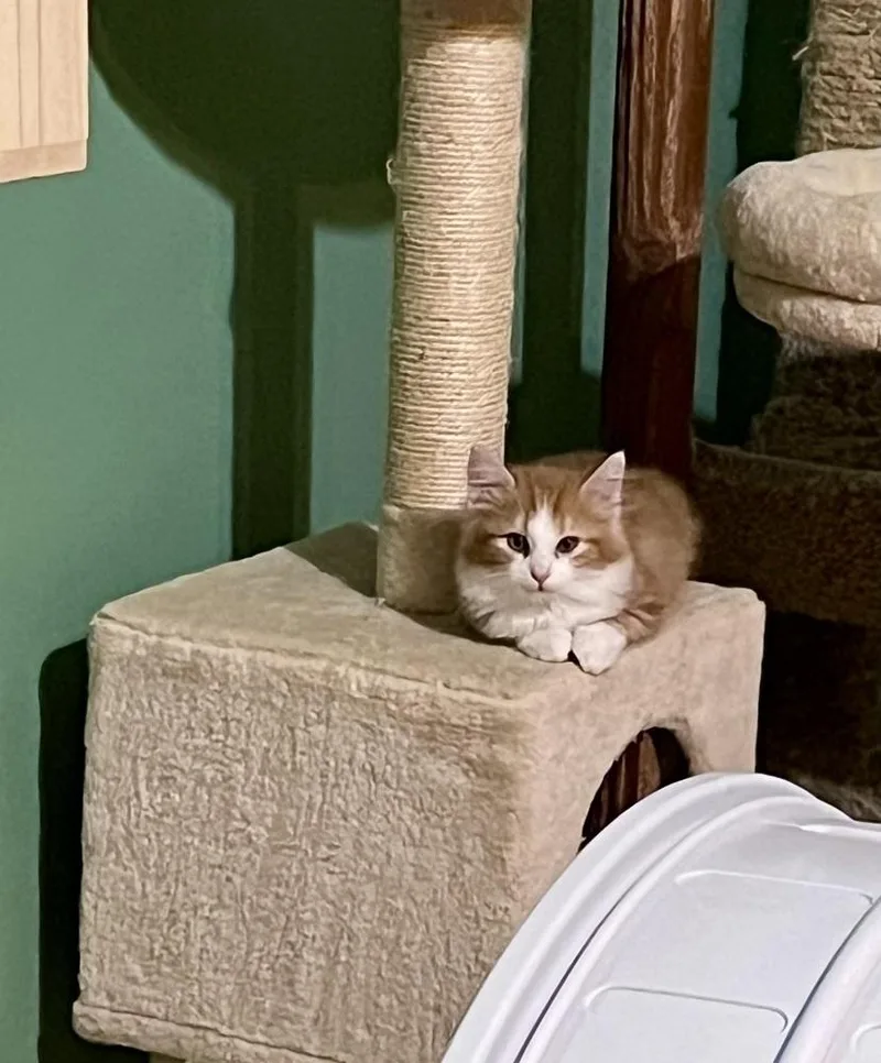 A baby small-sized male Orange & White Domestic Short Hair cat named Mulberry for adoption in Jackson, GA