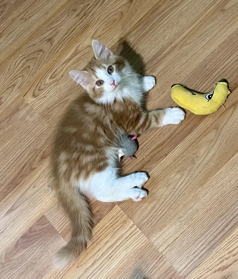 Mulberry thumbnail 4