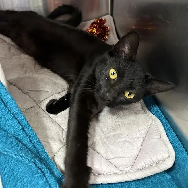 An adult small-sized female Black American Shorthair cat named Jinx for adoption in Oak Ridge, TN