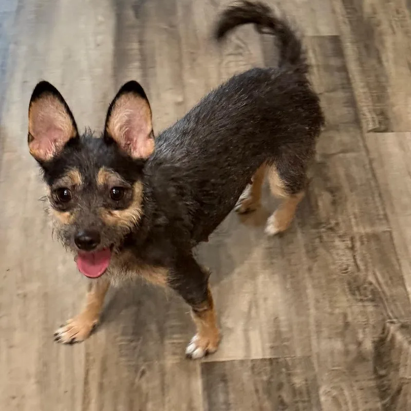 A young small-sized female Black Terrier dog named Xochitl for adoption in Las Vegas, NV