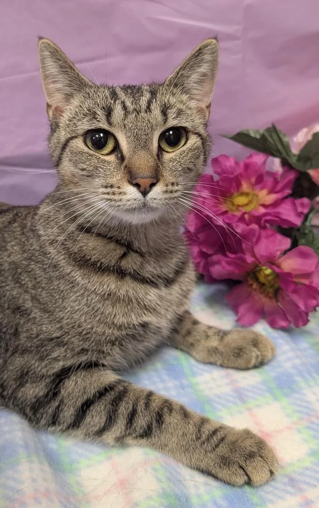 Violet Beauregard thumbnail 4