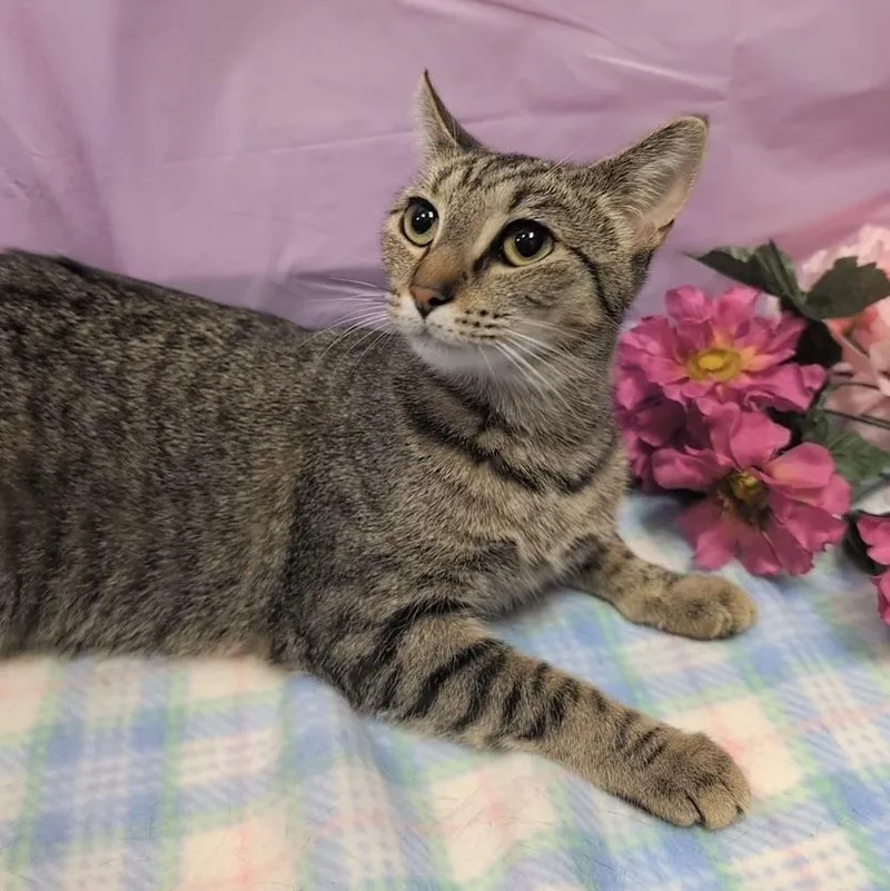 Violet Beauregard thumbnail 5