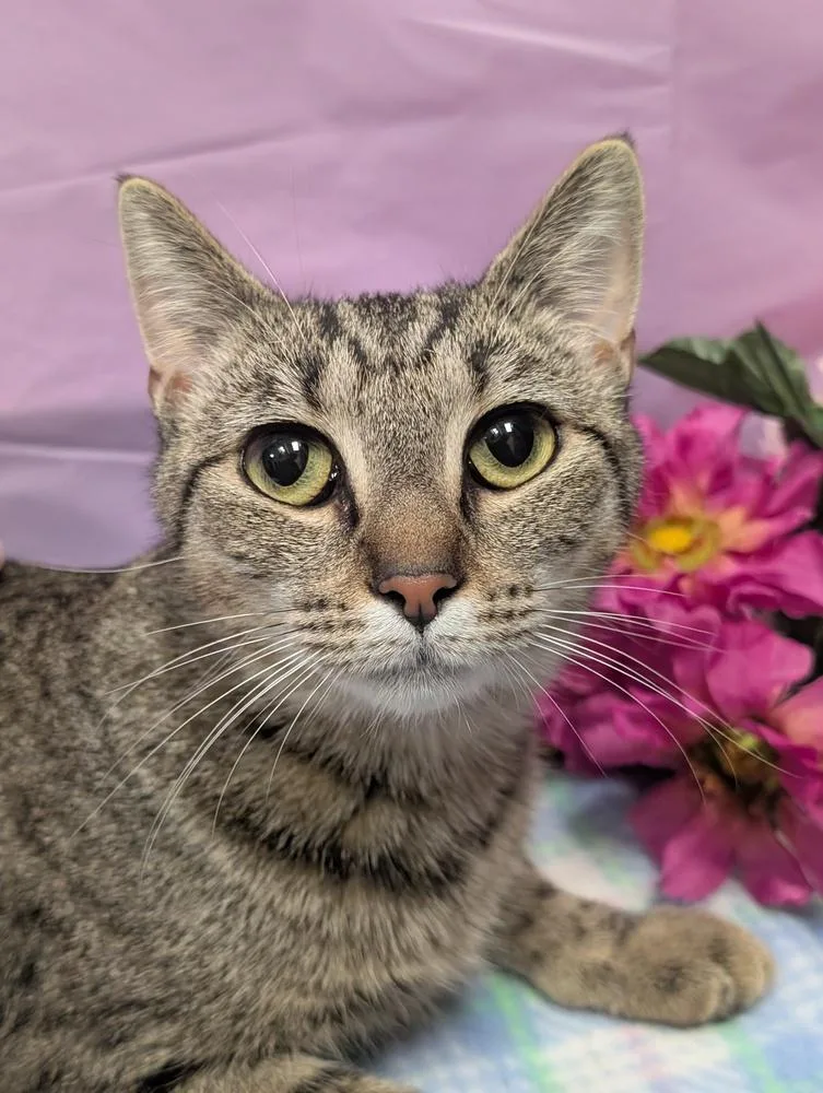 Violet Beauregard thumbnail 6