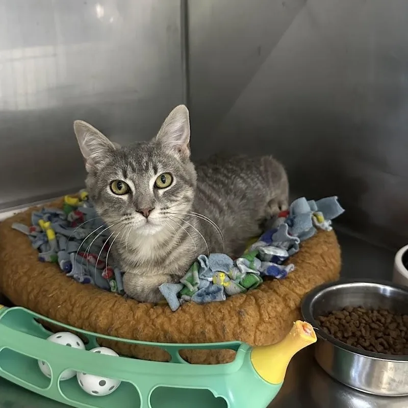 A young small-sized male Gray / Blue / Silver Domestic Short Hair cat named Asher for adoption in Grand Rapids, MI