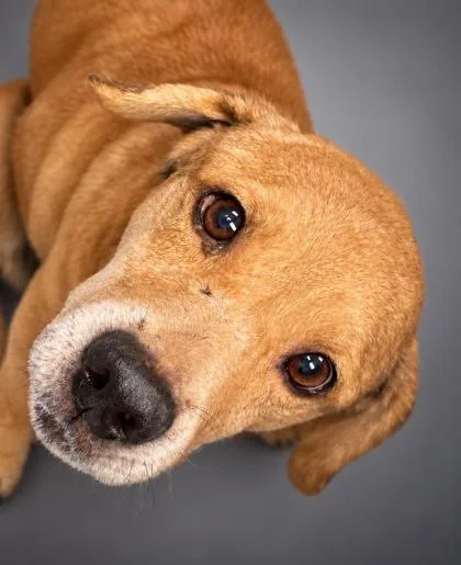 A senior medium-sized male Beagle dog named Dalton for adoption in Bowling Green, KY