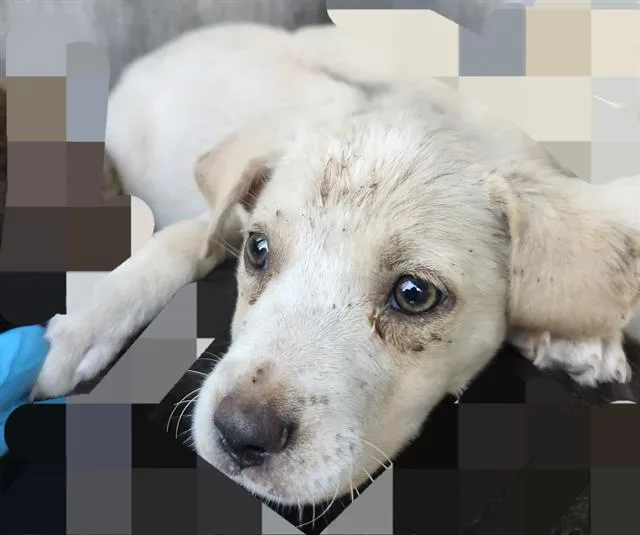 A baby small-sized female American Staffordshire Terrier dog named Ceres for adoption in San Antonio, TX