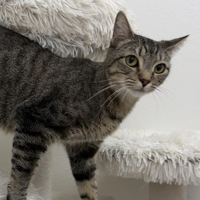 An adult medium-sized female Brown / Chocolate Domestic Short Hair cat named Sorbet for adoption in Newberg, OR