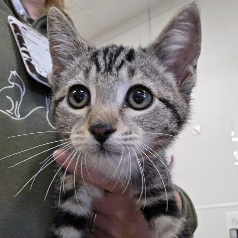 A baby small-sized female Brown / Chocolate Domestic Short Hair cat named Paramore for adoption in Novelty, OH