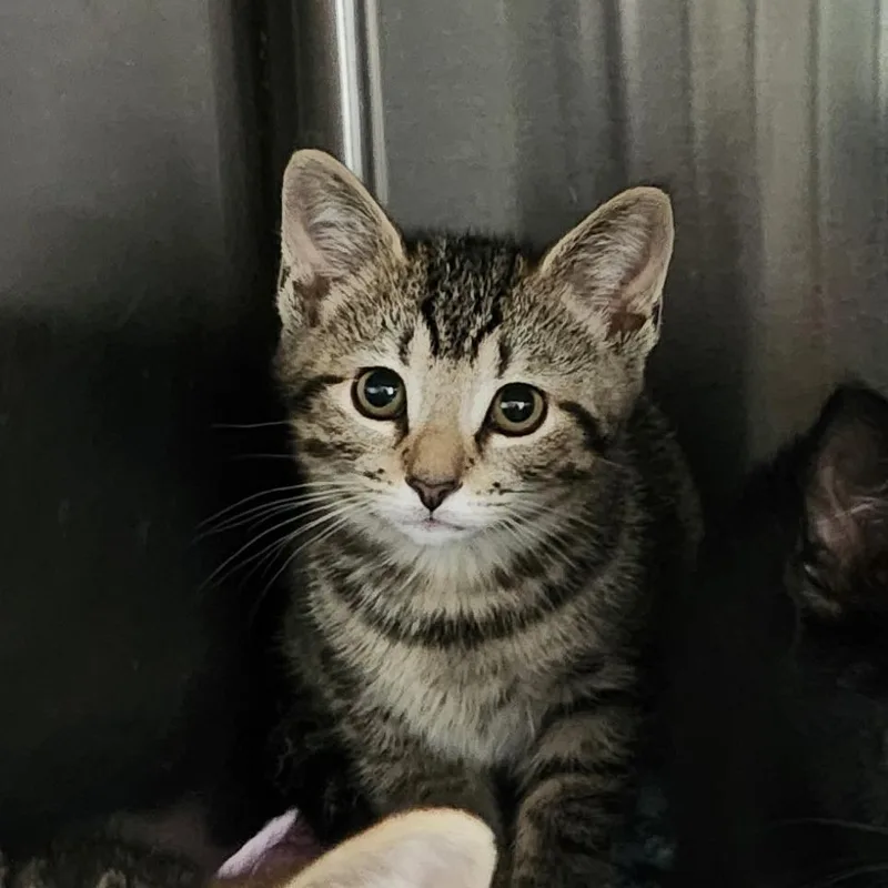 A baby small-sized female Brown / Chocolate Domestic Short Hair cat named Dory for adoption in Columbia Station, OH